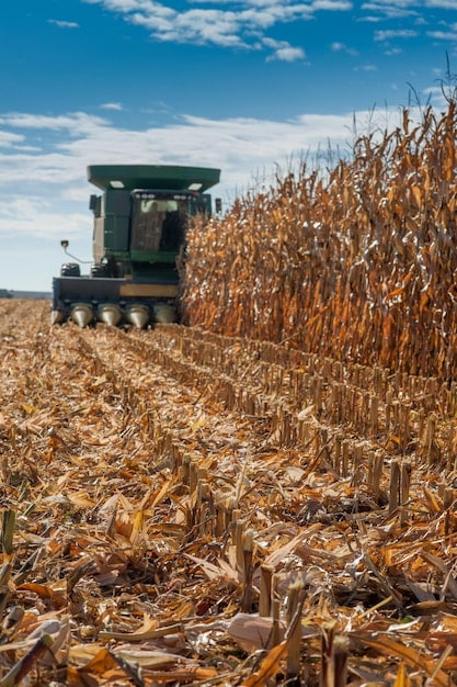 A vast field of ripe corn ready for harvest, with a combine harvester in the background, showcasing the scale and productivity of American agriculture.